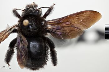 Media type: image;   Entomology 810857 Aspect: habitus dorsal view